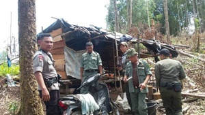 Petugas Temukan Tornas di Kawasan Perambahan Hutan