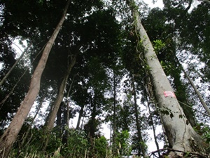 Review Tata Ruang Upaya Penyelamatan Hutan Tersisa