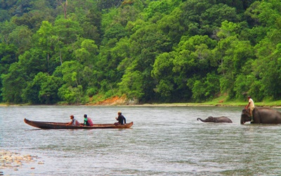 Hutan Dilepas, Konflik dan Kepunahan Harimau dan Gajah Sumatera Keniscayaan