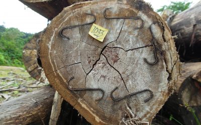Kayu-kayu Tidak Beridentitas Milik PT. Bentara Arga Timber