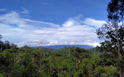 Usulan Revisi Kawasan Hutan Bengkulu Membuka Akses Kerusakan Hutan Taman Nasional Kerinci Seblat