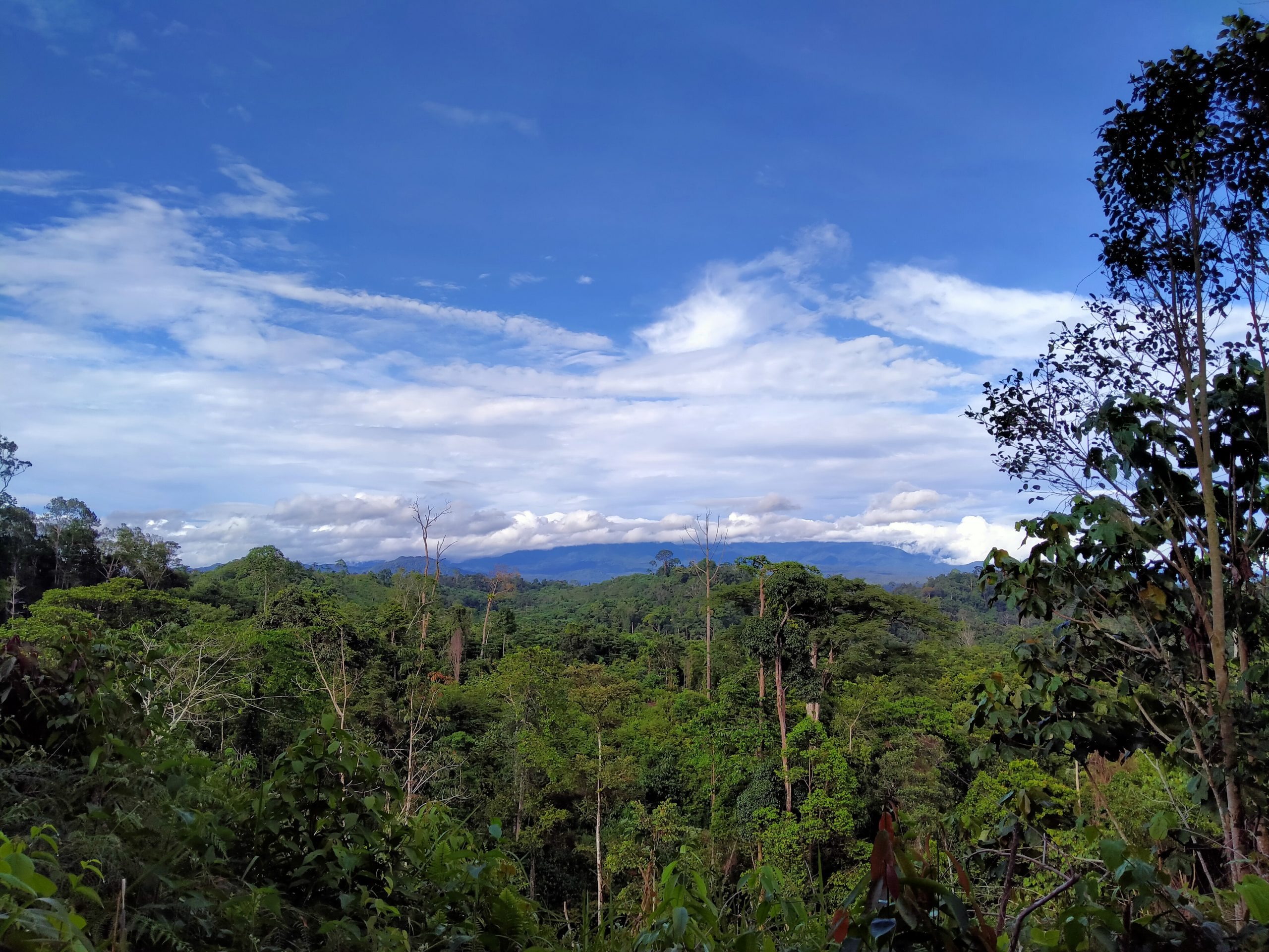 Usulan Revisi Kawasan Hutan Bengkulu Membuka Akses Kerusakan Hutan ...