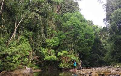 122 Ribu Hektar Hutan Bengkulu Dalam Ancaman Penciutan Dan Penurunan Fungsi Kawasan