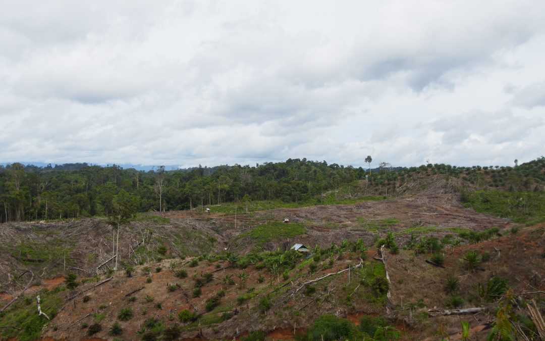 Empat Puluh Ribu Hektar Bentang Alam Seblat Tidak Lagi Berhutan