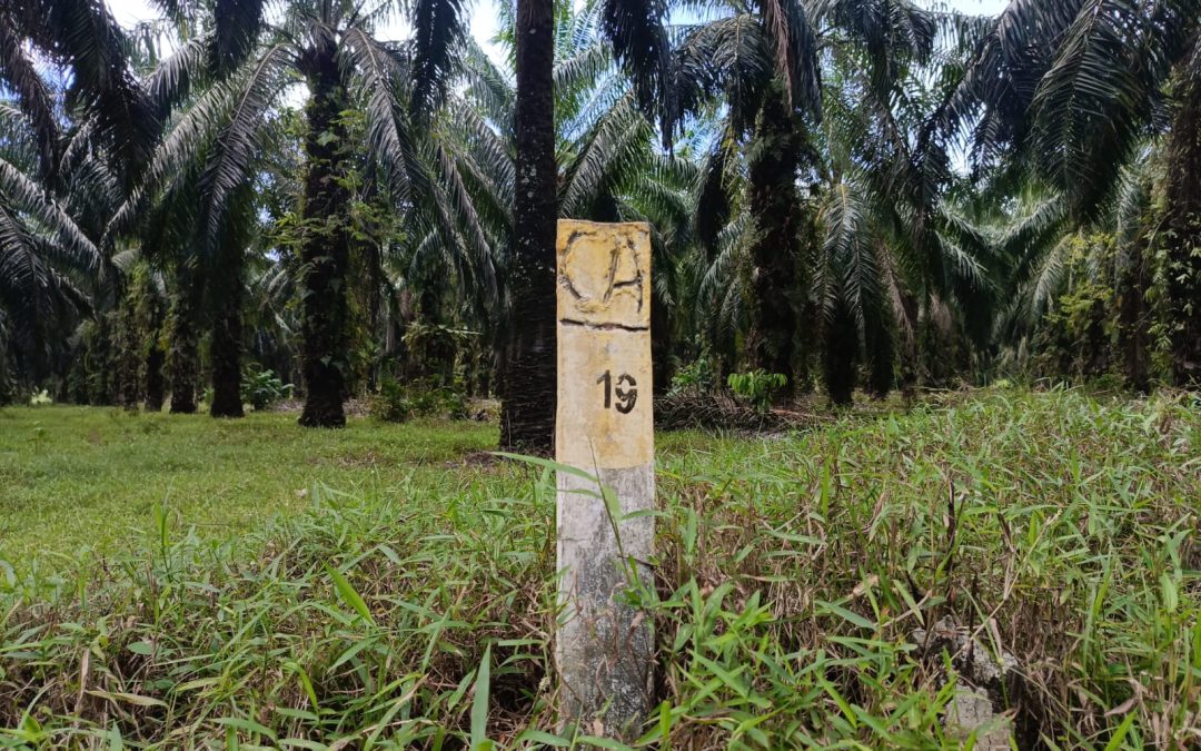 Hutan Bengkulu Semakin Berkurang, Alih Fungsi Lahan di Dominasi Oleh Sawit