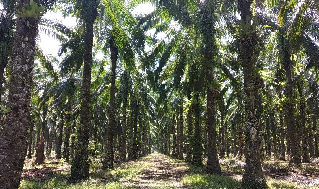 ASTRA AGRO LESTARI PENETRATES INDONESIA’S FOREST ESTATES