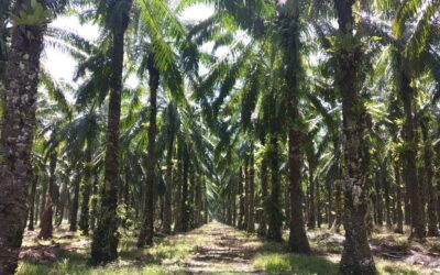 ASTRA AGRO LESTARI PENETRATES INDONESIA’S FOREST ESTATES